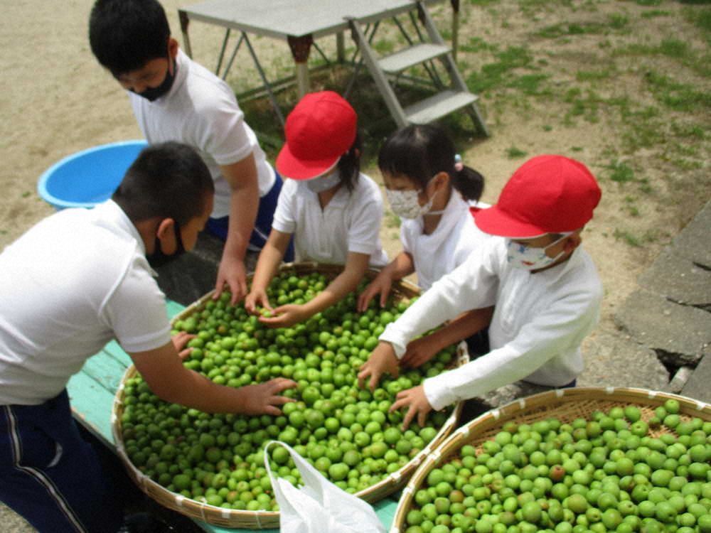 【画像・写真】【第６７回】梅シロップづくりと外回り
