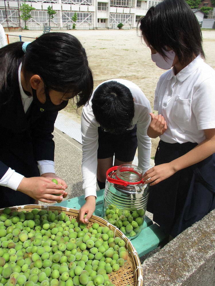【画像・写真】【第６７回】梅シロップづくりと外回り