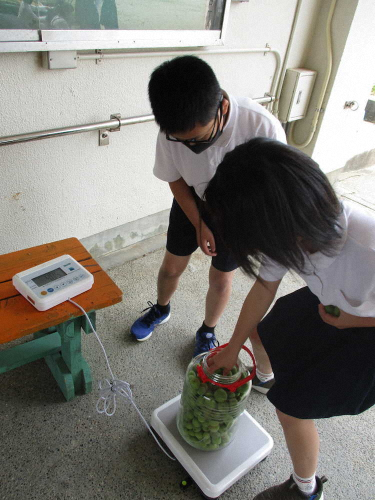 【画像・写真】【第６７回】梅シロップづくりと外回り