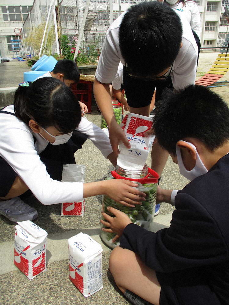 【画像・写真】【第６７回】梅シロップづくりと外回り
