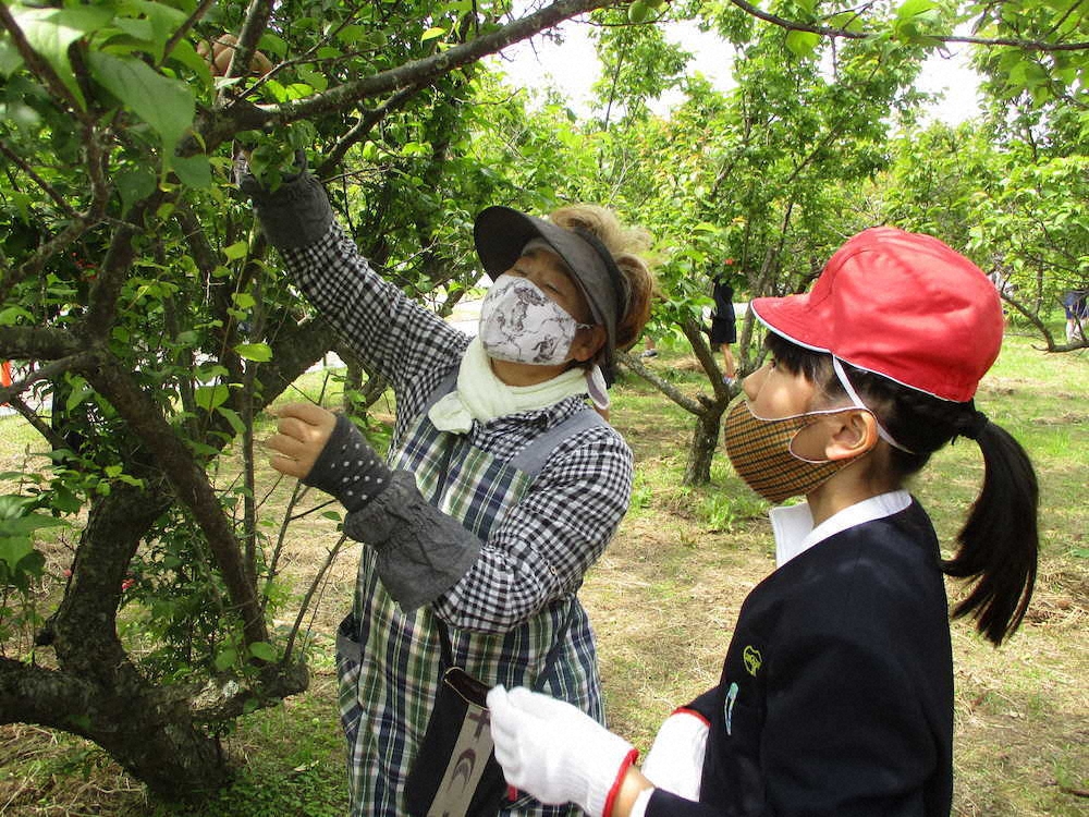 【画像・写真】【第６９回】梅は夢であり、楽しみ