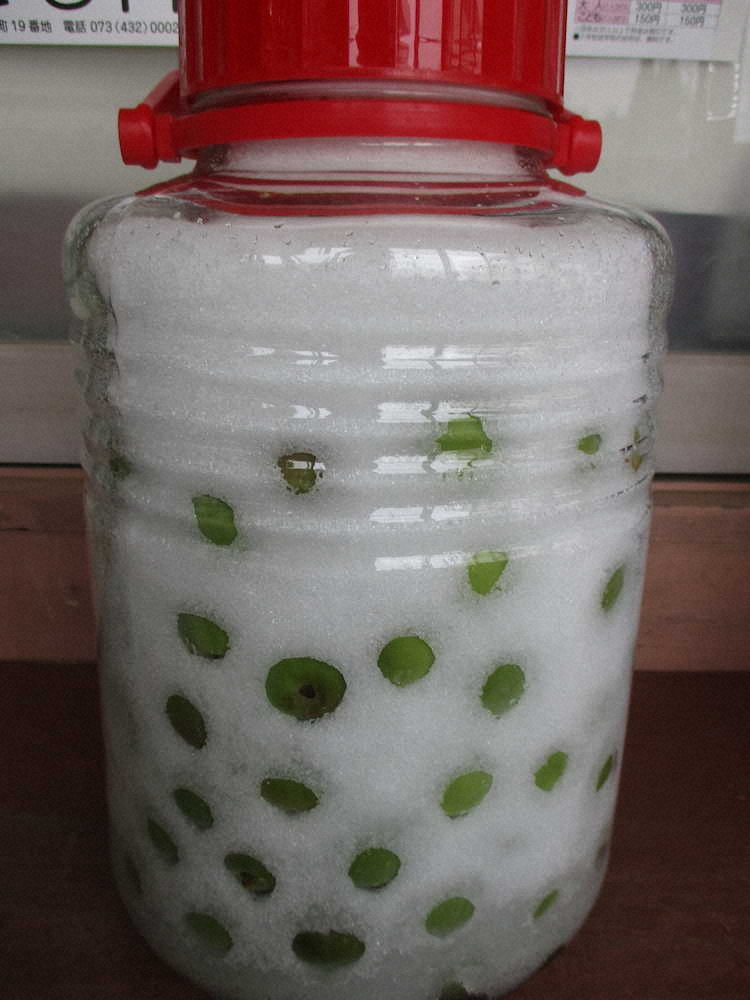 【画像・写真】【第７０回】梅ジュースでかんぱ～い！