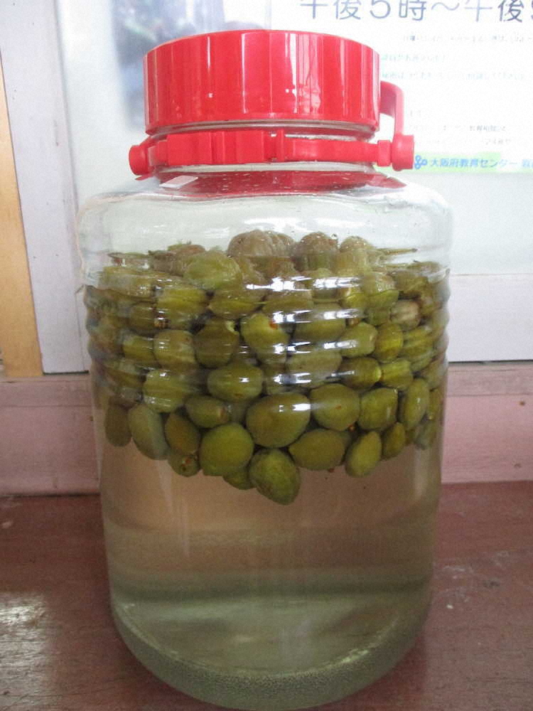 【画像・写真】【第７０回】梅ジュースでかんぱ～い！