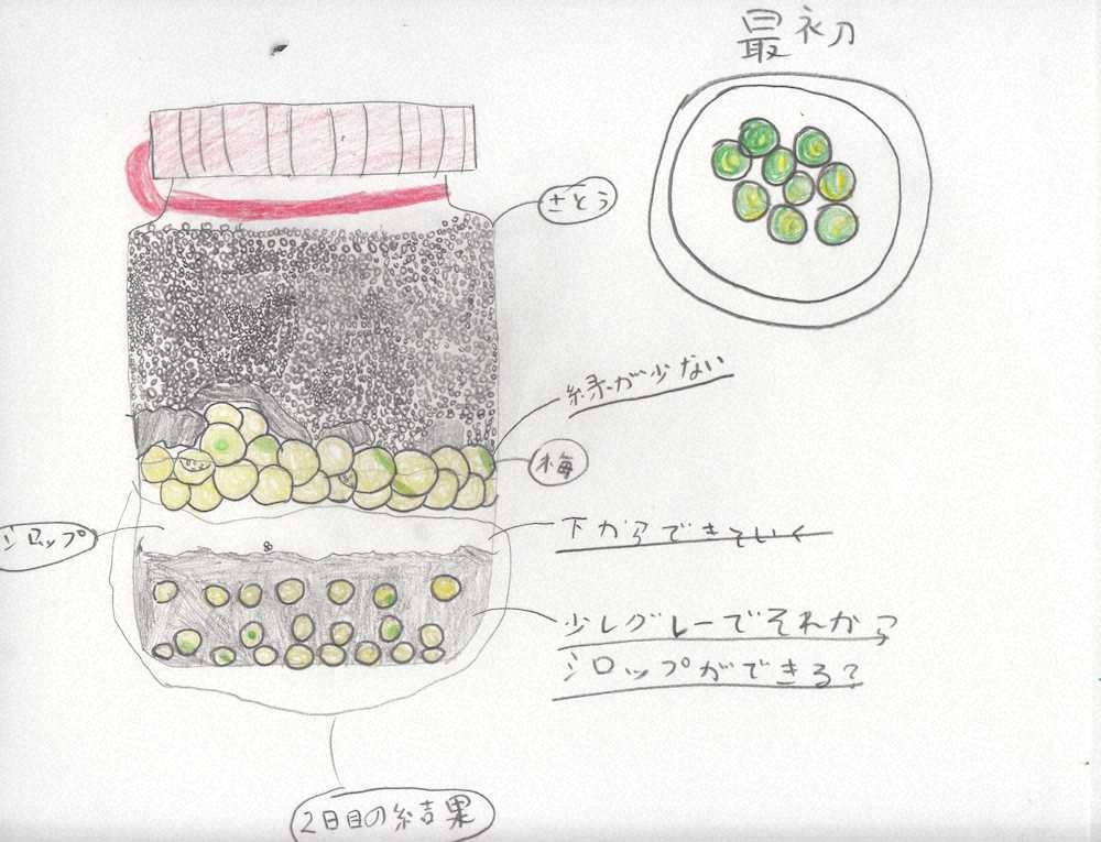 【画像・写真】【第７０回】梅ジュースでかんぱ～い！