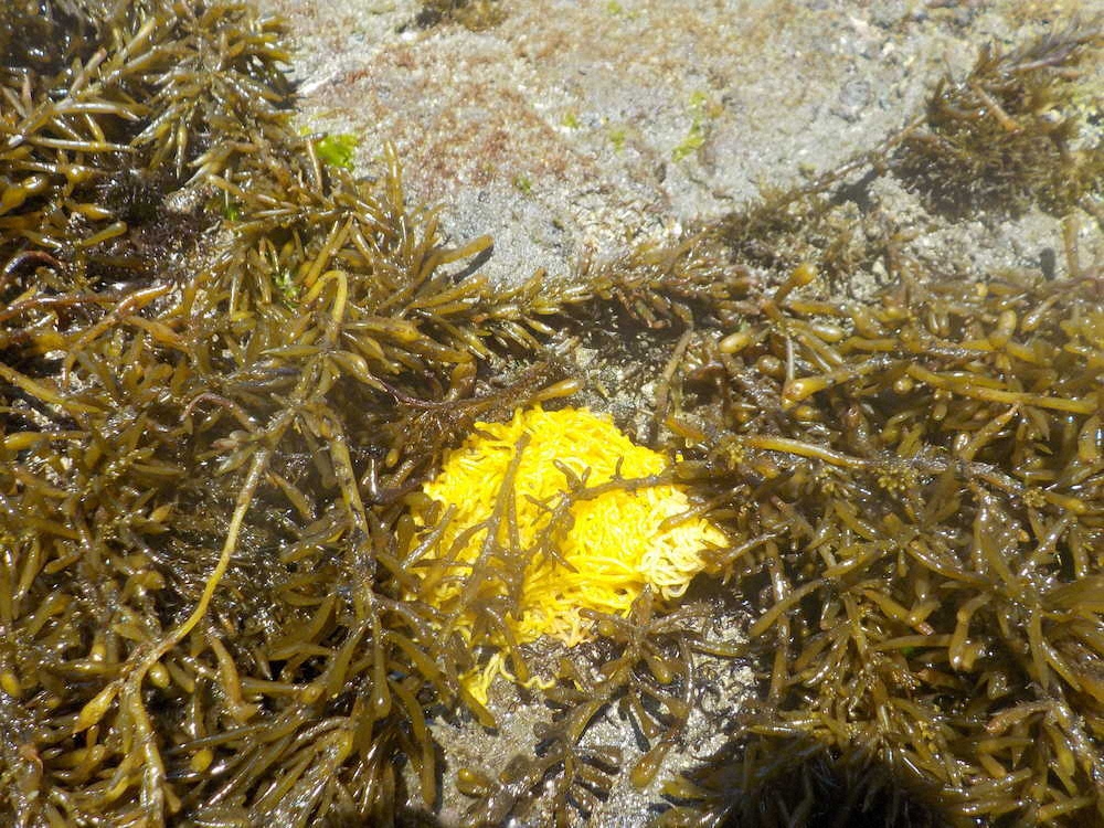 【画像・写真】【第７３回】磯遊びは宝探し大会