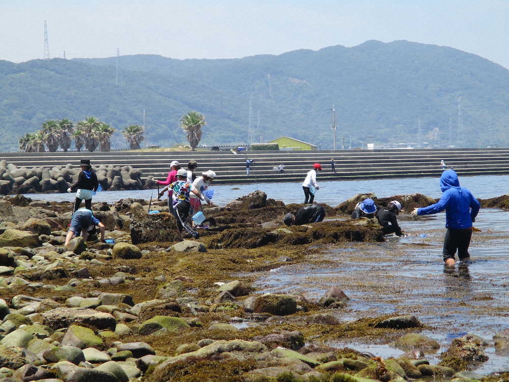 【画像・写真】【第７３回】磯遊びは宝探し大会