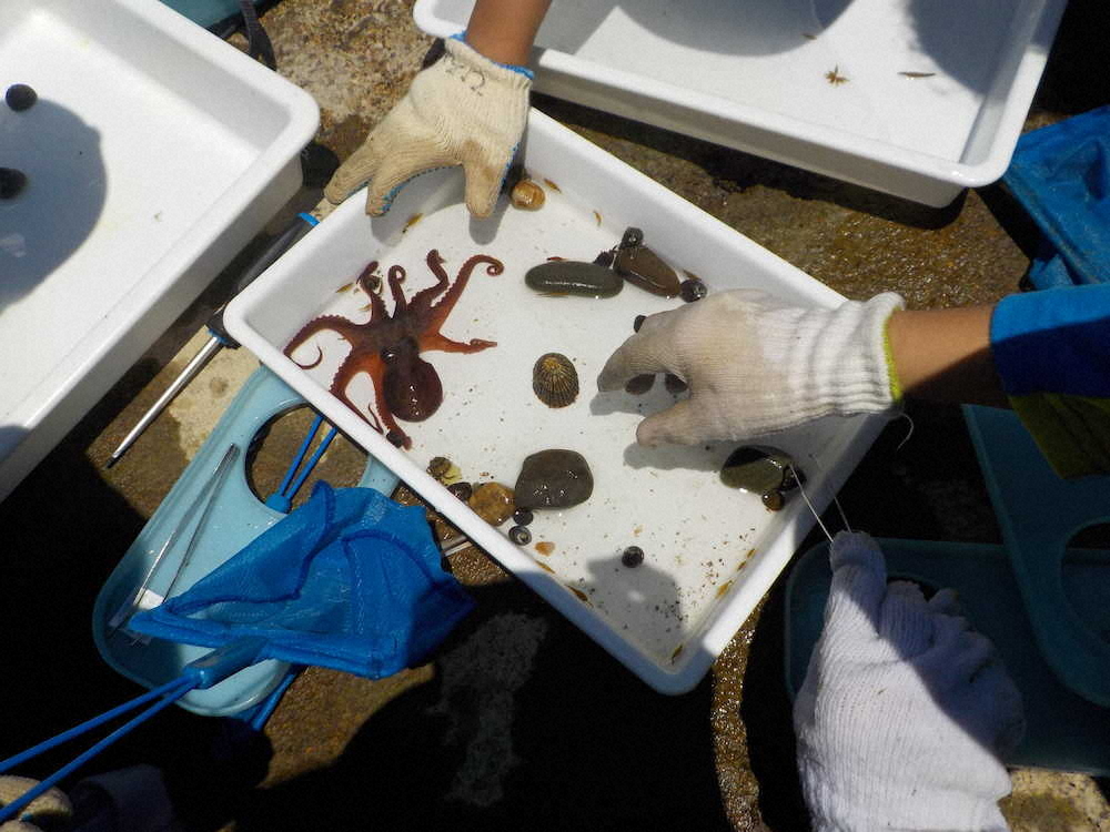 【画像・写真】【第７３回】磯遊びは宝探し大会