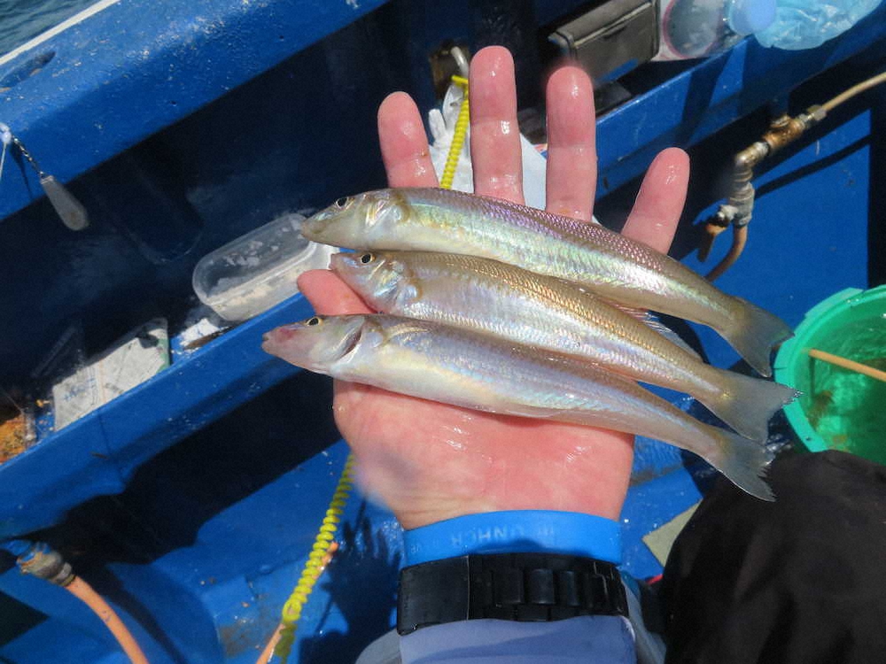 【画像・写真】上段の構えでシロギス34匹　“食う間”つくるには竿立て垂直にシナイと！