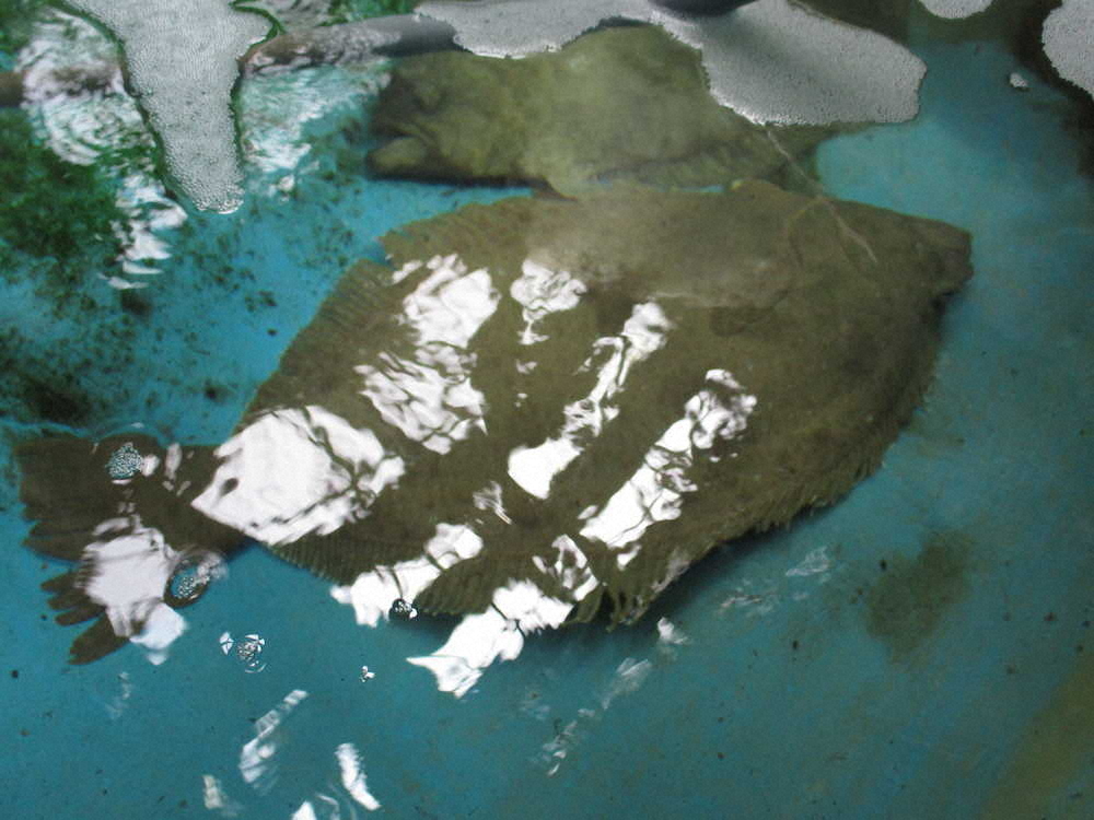 【画像・写真】【第７７回】かわいい！！！！