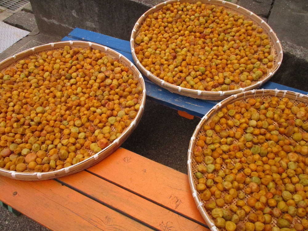 【画像・写真】【第７９回】My梅干しづくり