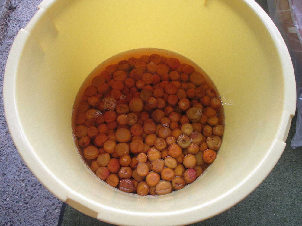 樽に干した梅と自「校」製の梅酢を樽に漬け込みました！！！