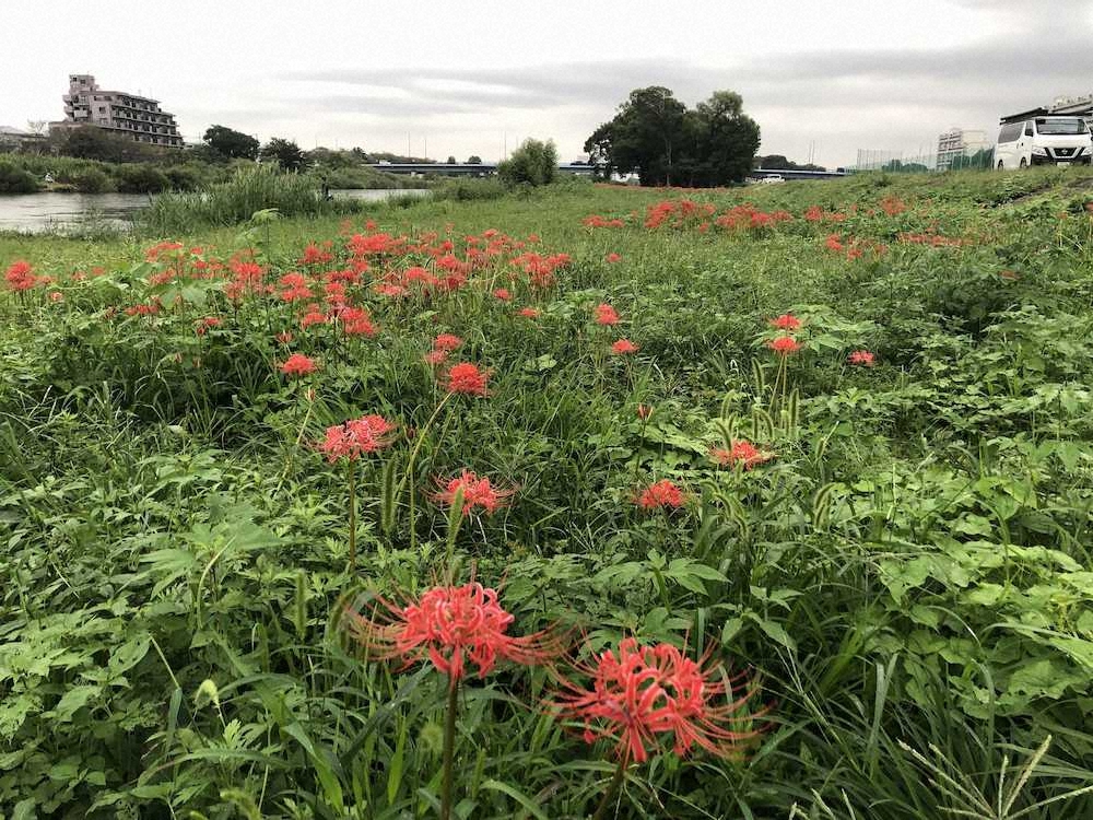【画像・写真】池のアイツとまるで別格　本流仕込みの野ゴイ55センチ