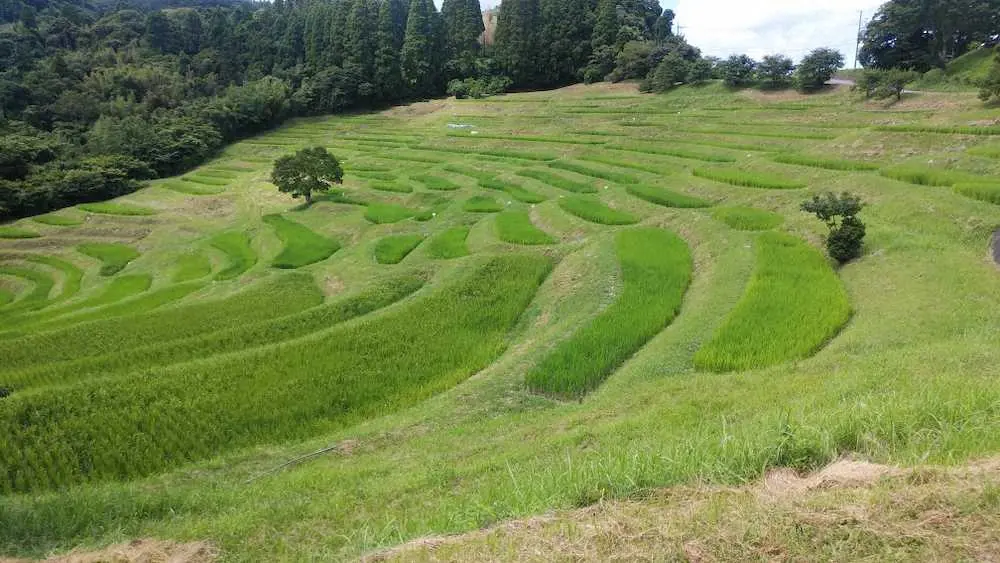 千葉 房総 これぞ日本の原風景 秋の 棚田美 堪能 夜にはライトアップも スポニチ Sponichi Annex 社会