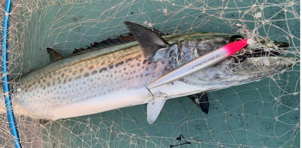 【画像・写真】ワラワラ釣れちゃう絶品トロサワラ！80センチ級の大型も　いよいよシーズン本番だ～　三重・宇治山田港沖