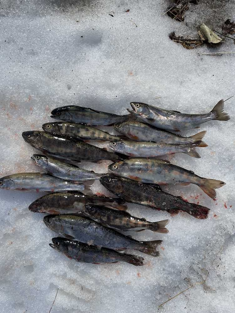 奥道志川で釣れたヤマメ。雪の上に並べて
