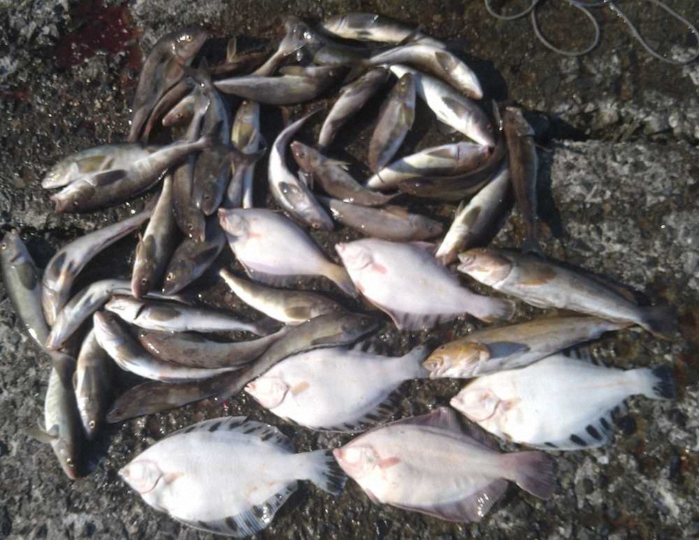 小樽港ではクロガシラ、マガレイ、アブラコ、ホッケと好漁（14日昼撮影）