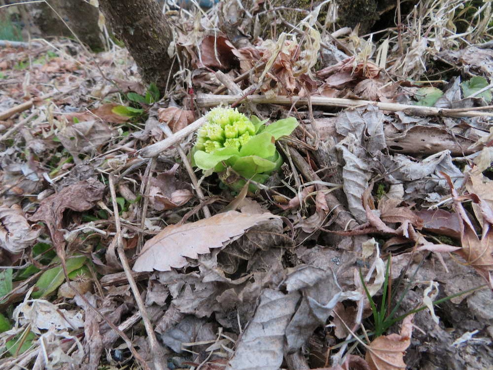 【画像・写真】夢をキャッチ！！ドリームサーモン　自家ブランド74センチお出まし
