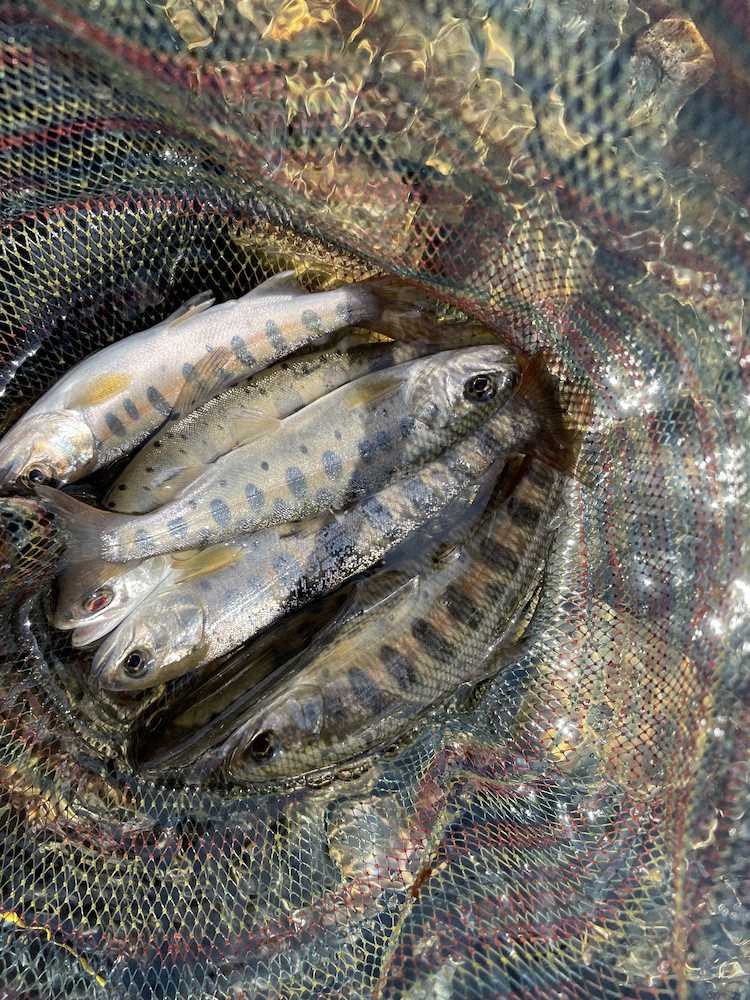 【画像・写真】天然ヤマメ10匹のお出迎え　春のうららに誘われ足運んだ丹波川