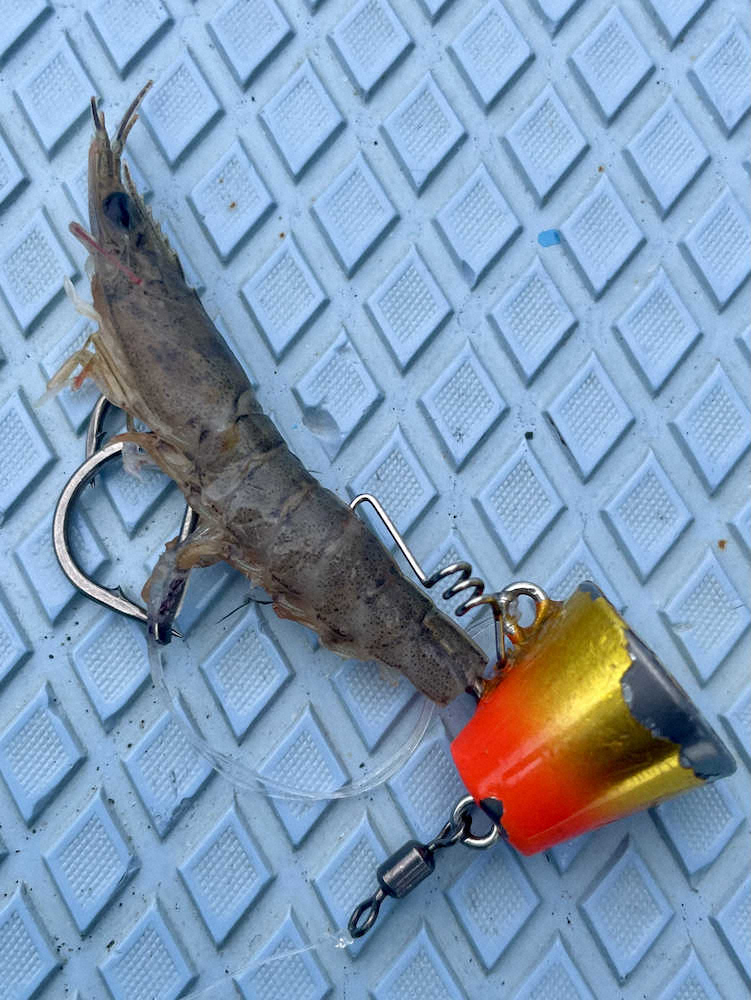 【画像・写真】エビでマダイ　これはめでタイありがタイ大爆釣　1つテンヤで豪華ゲストも