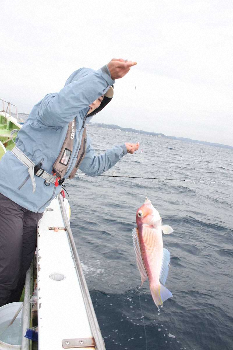 【画像・写真】うっとりアマダイ5連チャン　まるで宝石箱！！ゲストも多彩