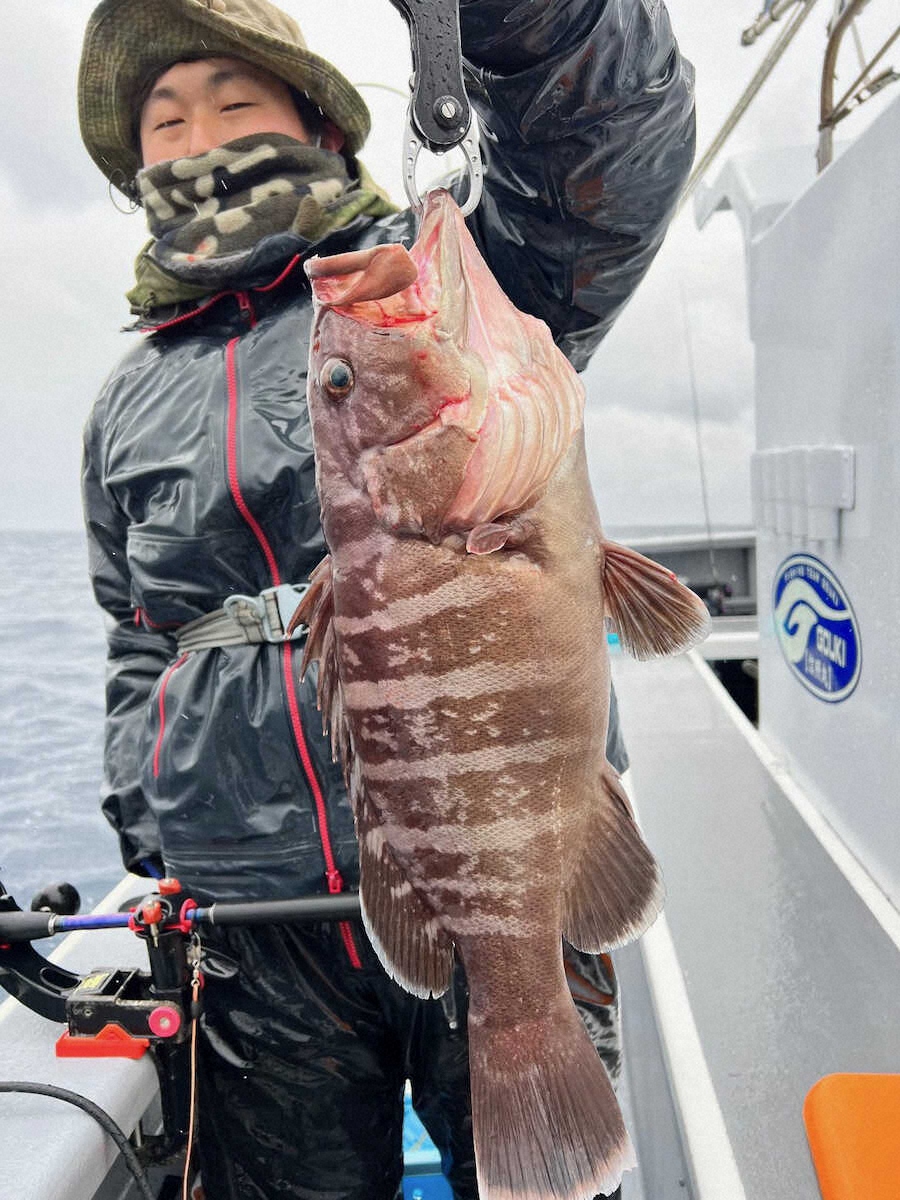 【画像・写真】初心者に一本釣られた～　2・1キロマハタ　アドバイスしたらすぐ掛けられた！　2匹でも感動半減