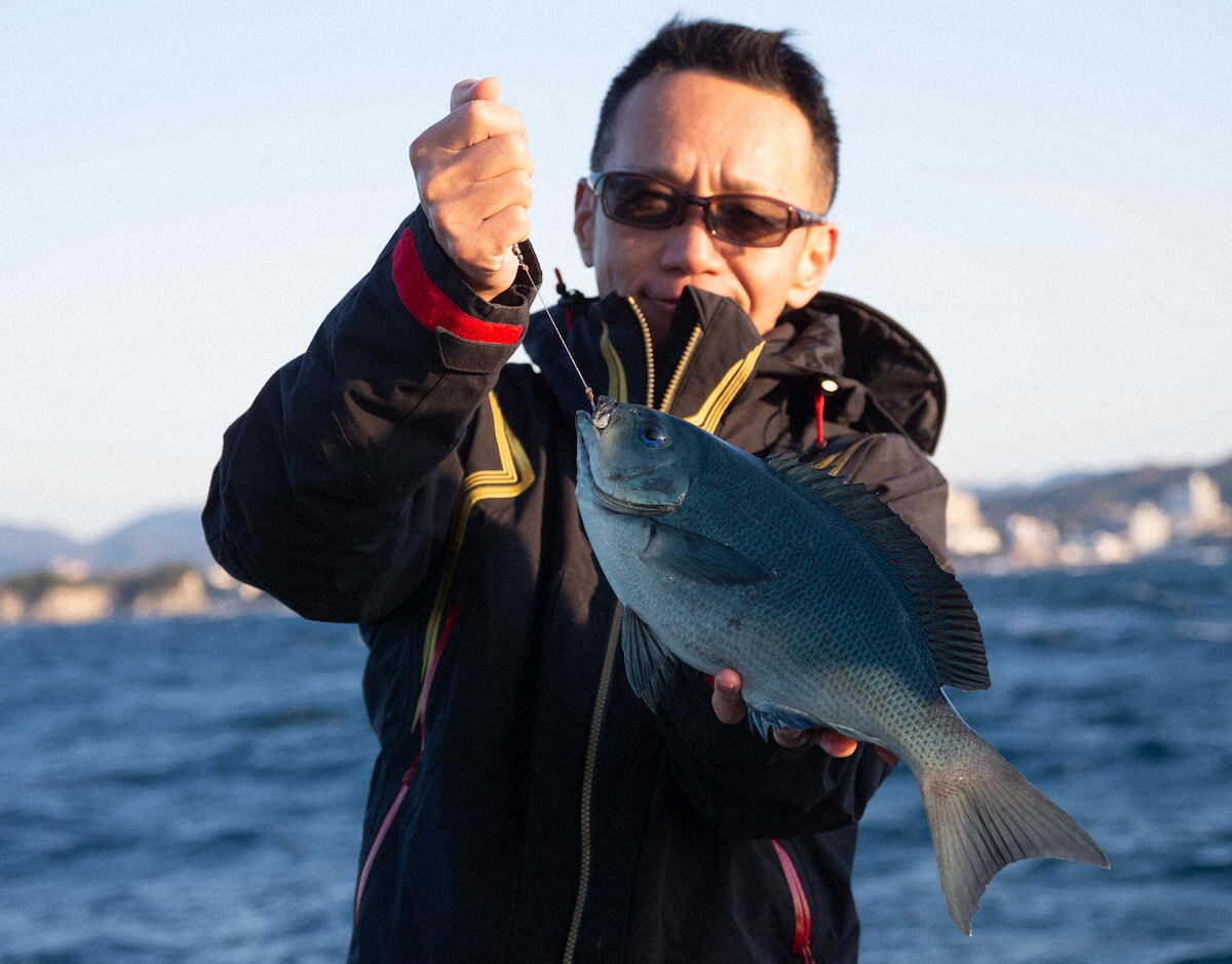 【画像・写真】脂ノリノリ、白子パンパン　寒グレ最大40センチ来た　和歌山県みなべ町堺漁港