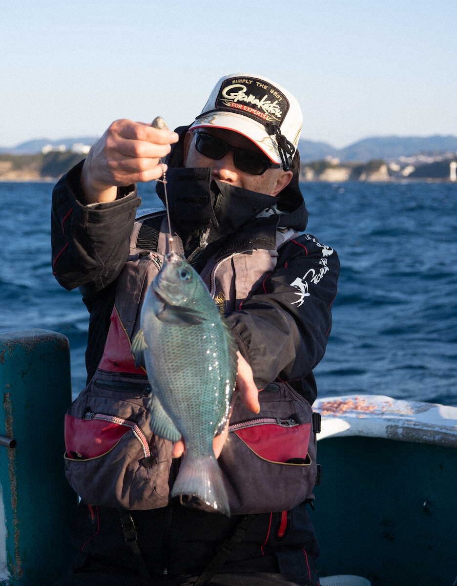【画像・写真】脂ノリノリ、白子パンパン　寒グレ最大40センチ来た　和歌山県みなべ町堺漁港