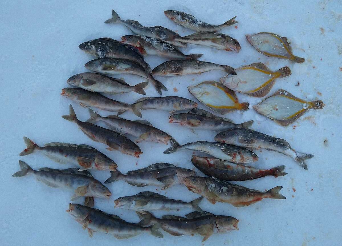 【画像・写真】ホッケ好調43匹！無風ベタ凪の好条件で40センチ級連発　コマセは多めに準備を～余市漁港～