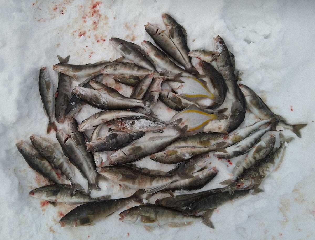 【画像・写真】ホッケ好調43匹！無風ベタ凪の好条件で40センチ級連発　コマセは多めに準備を～余市漁港～