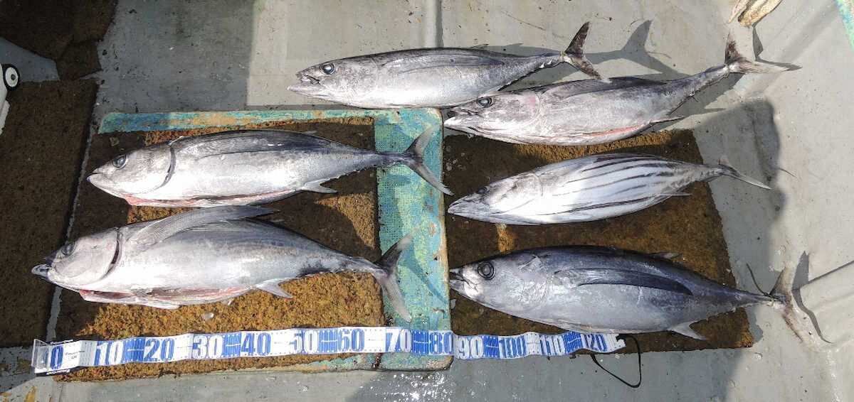 【画像・写真】マグロフェスティバルだ　ダブル！トリプル！止まらない「トンジギ」で絶好“釣”や～