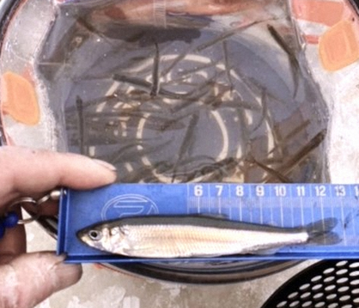 【画像・写真】冬釣りの代名詞・ワカサギ「大物」含む60匹　短時間ながら好漁～札幌市「とれた小屋ふじい農園」～