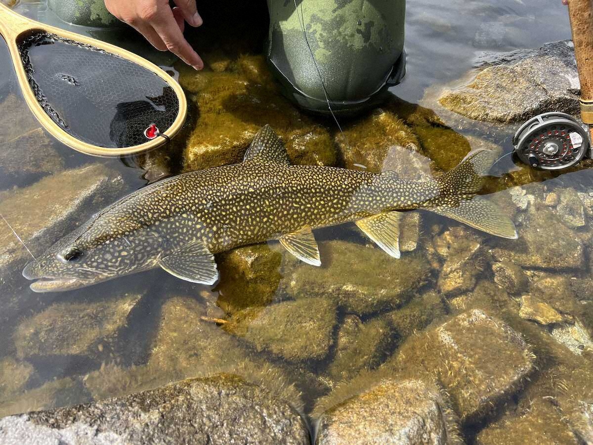 【画像・写真】“忍者”になって攻略　ヒレピン70センチ超レイクトラウト　C＆R繰り返して賢く敏感に