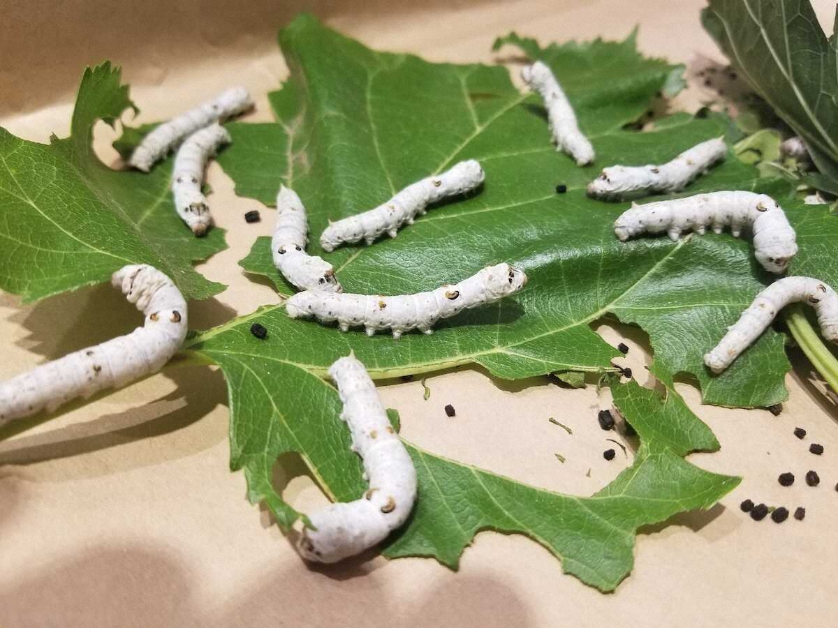 【画像・写真】【長野・岡谷＆駒ヶ根】織物トンネルに感動、巨大カイコにびっくり…信州シルク回廊を歩く