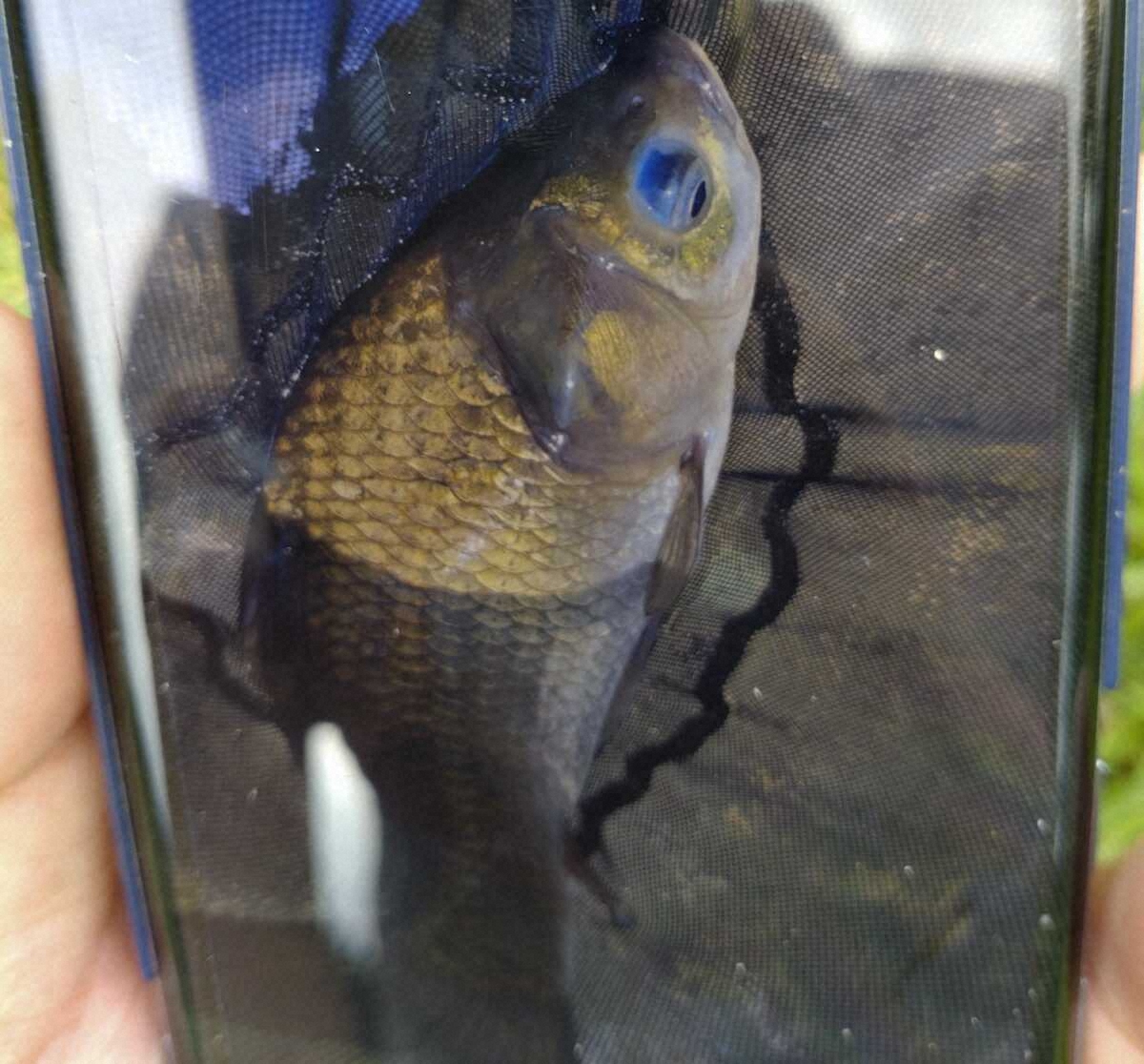 【画像・写真】エメラルドグリーンの水面と青目のヘラ　モデルとなった“謎のフナ”を追って秋田・貝沼へ