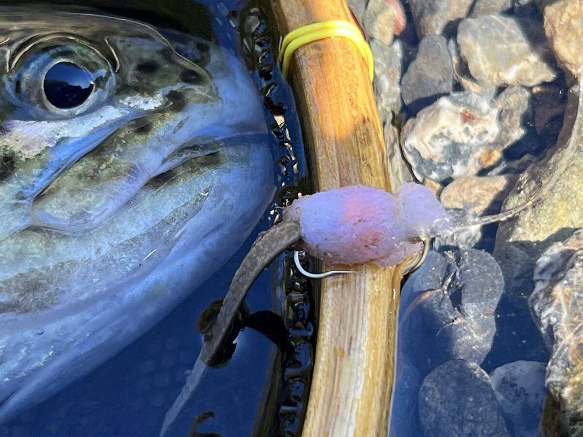 【画像・写真】来た大型40センチ!!　マスマス楽しめる　管理釣り場「有間渓谷観光釣り場」