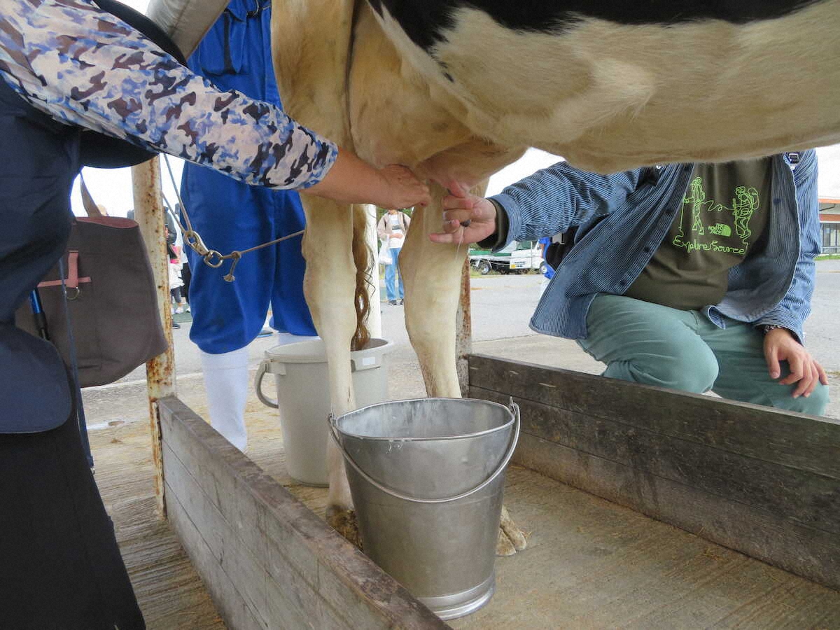 マザー牧場では童心に帰って牛の乳搾り　　