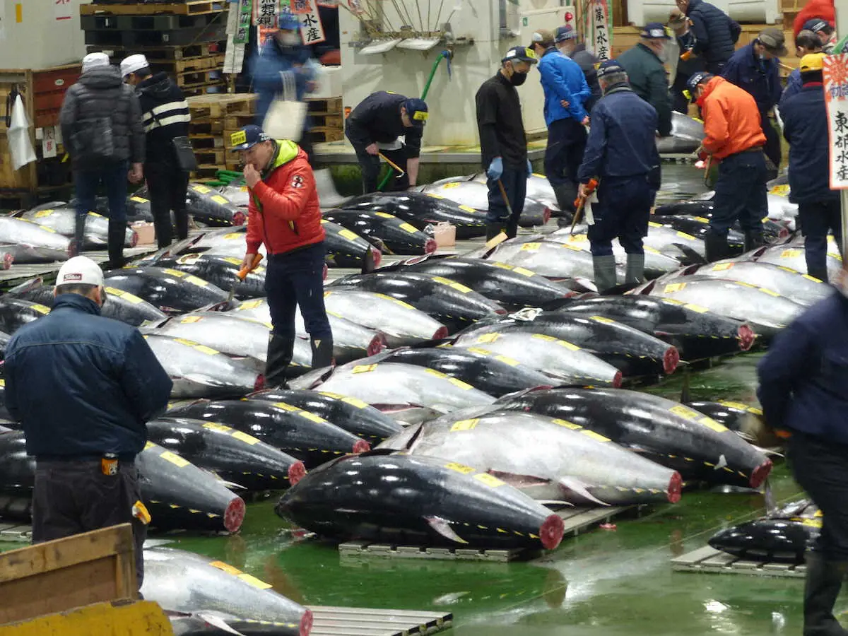 豊洲市場で初競り 1番マグロは1億1424万円 前年の約3・2倍 - スポニチ Sponichi Annex 社会