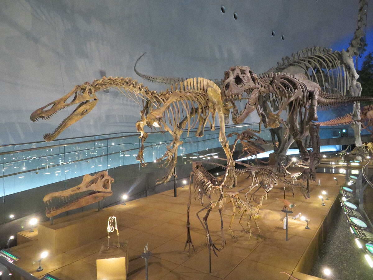 恐竜博物館には50体の恐竜骨格が展示されている