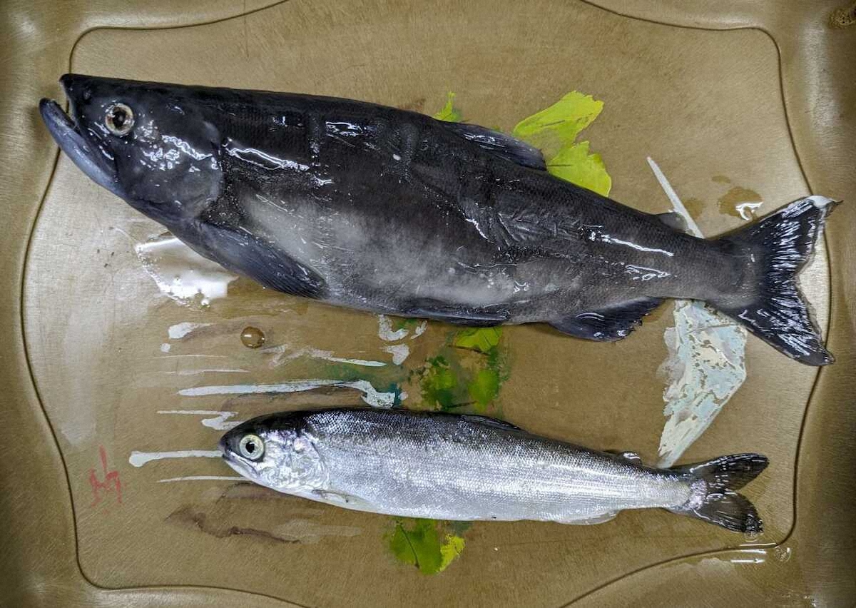 【画像・写真】“幻”追いマス　ヒメマス?クニマス?　20センチ、ヒットも見た目そっくり　山梨・西湖で挑戦（下）