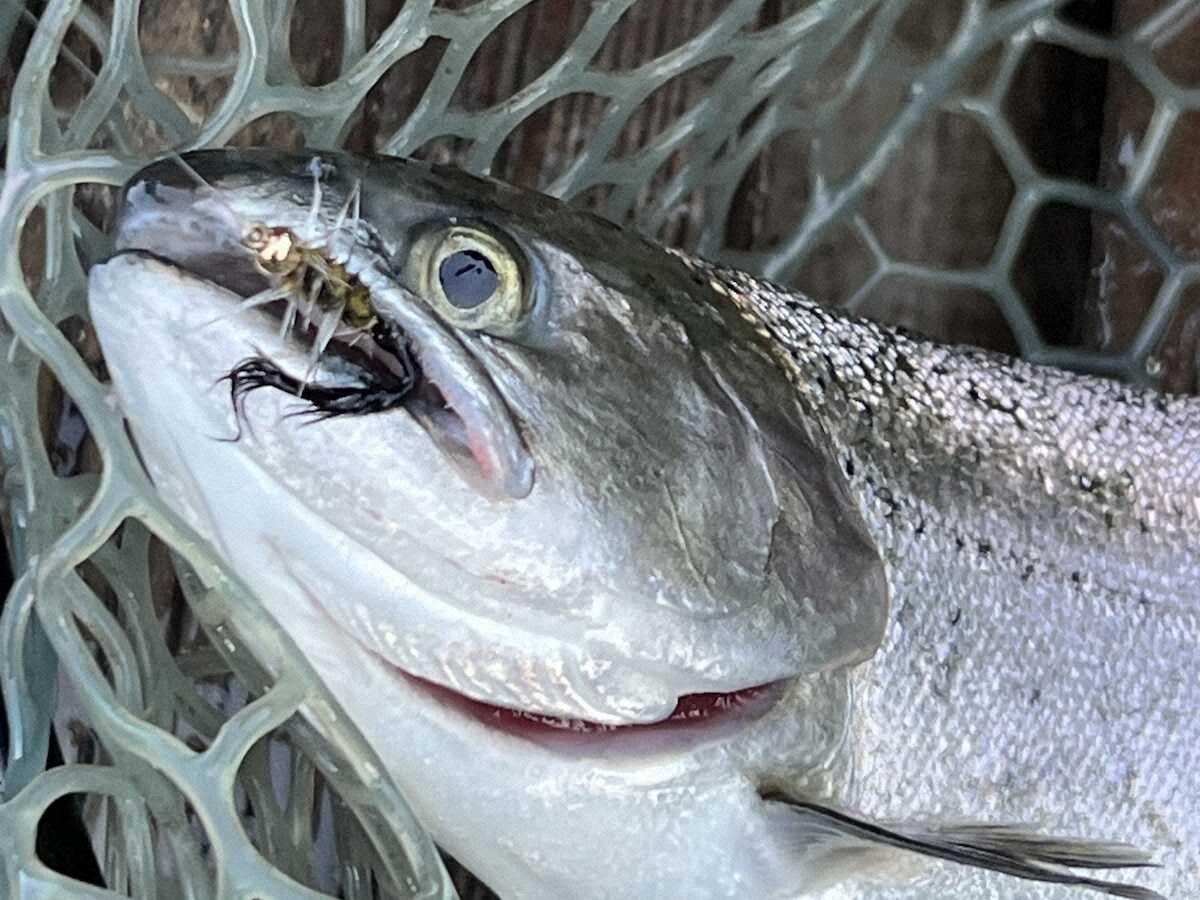 【画像・写真】期待マス季節　40センチサクラマス