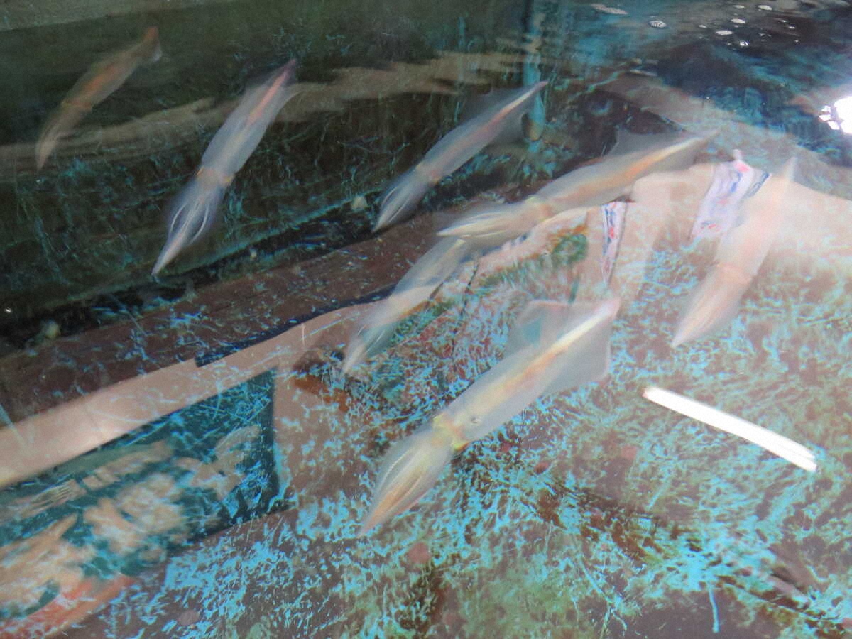 【画像・写真】【佐賀・唐津】衝撃のおいしさ！コリコリ絶品「呼子のイカ」に舌鼓　食後は七ツ釜洞窟へ絶景クルーズ