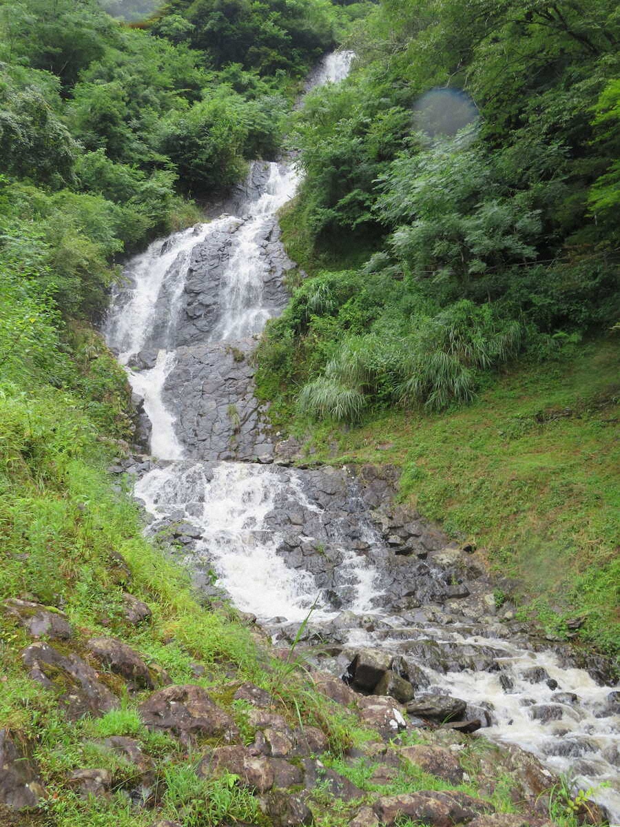 【画像・写真】【静岡・伊豆】天城山の清流が育てた名産わさび　1500枚「筏場のわさび田」は圧巻の美しさ
