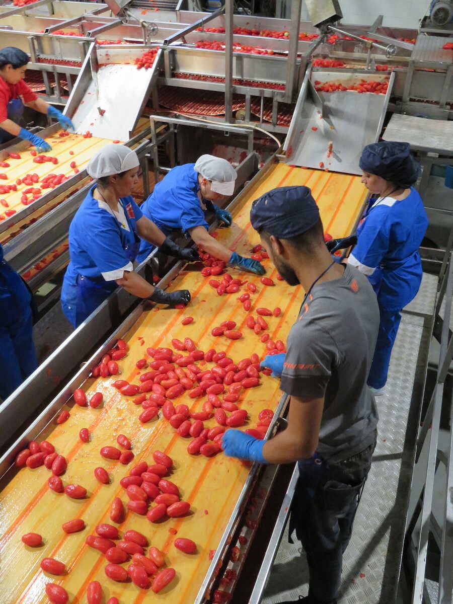 【画像・写真】【南イタリア】太陽の国で味わう真っ赤なトマト　絶品マルゲリータに思わず「ボーノ！」