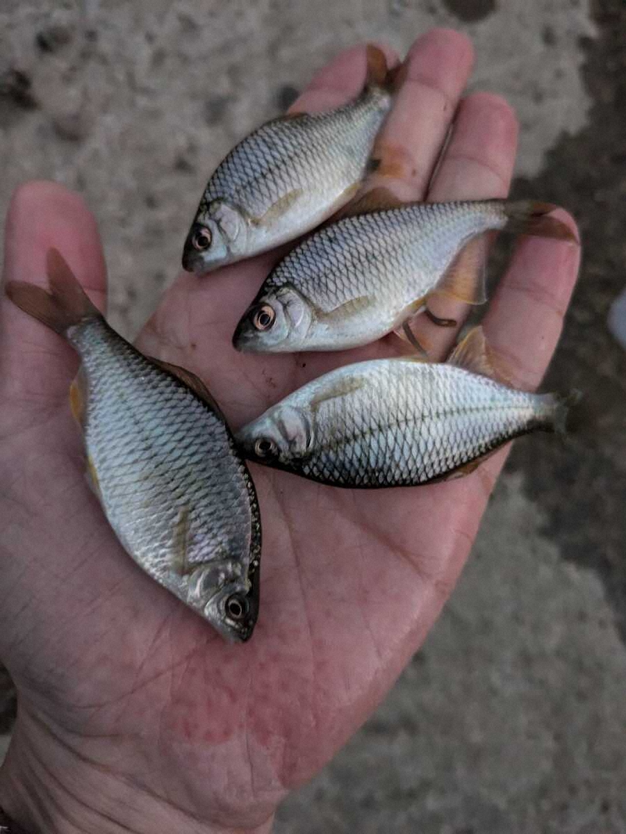 【画像・写真】幼少期の“憧れ”カネヒラを求めて　最凶ゲストの妨害も目標半分達成　滋賀県・琵琶湖