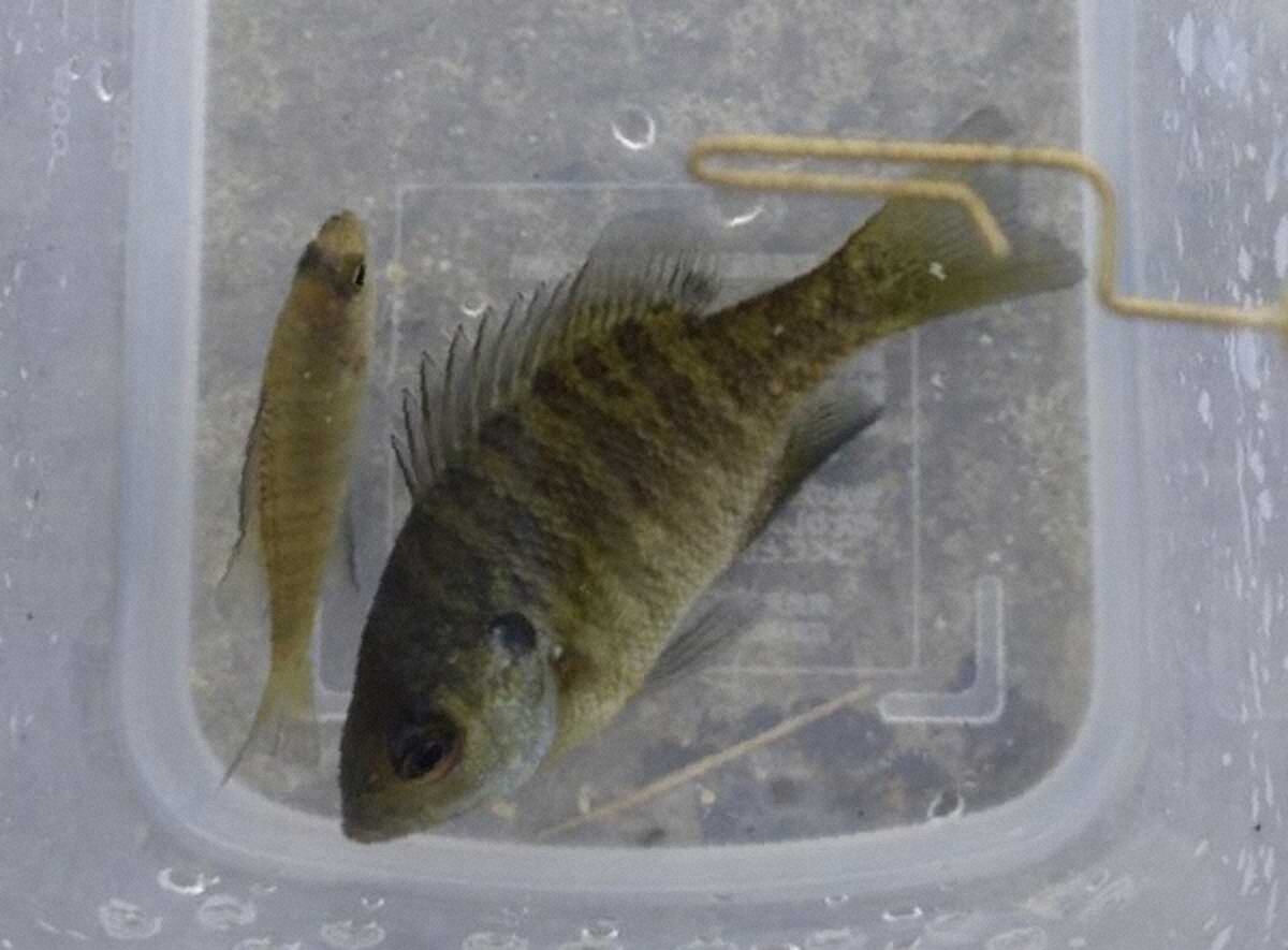 【画像・写真】幼少期の“憧れ”カネヒラを求めて　最凶ゲストの妨害も目標半分達成　滋賀県・琵琶湖