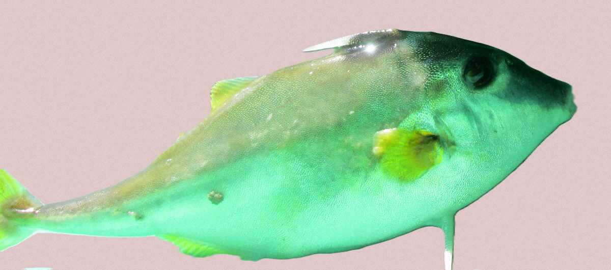 【画像・写真】【勝山沖の越冬マダイに感動】【ひそかに狙う“幻の味”ギマ】【中禅寺湖60センチ超レイクトラウト】