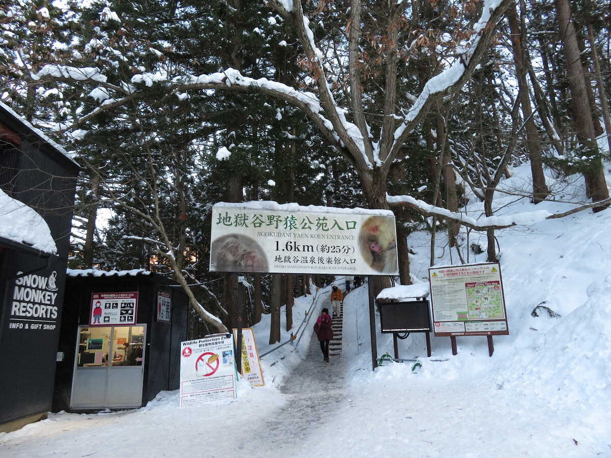 【画像・写真】【長野】雪道歩いて25分…やっと会えた「スノーモンキー」　露天風呂にうっとり顔