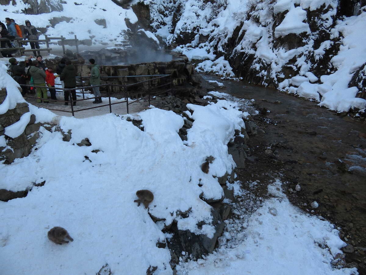 【画像・写真】【長野】雪道歩いて25分…やっと会えた「スノーモンキー」　露天風呂にうっとり顔