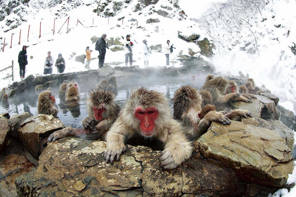 【画像・写真】いつの間にかたくさんのサルが露天風呂に。いずれも気持ち良さそうだ