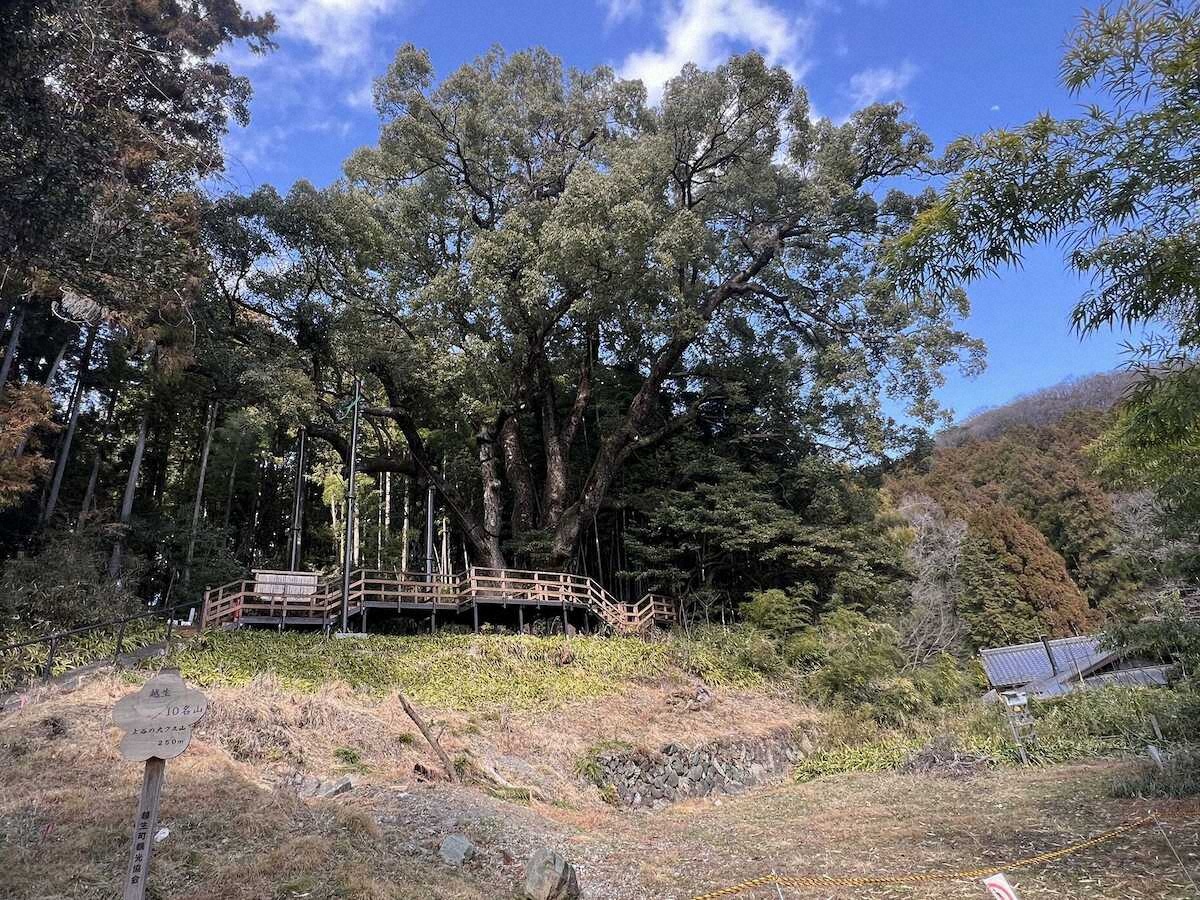 【画像・写真】春が来た!！幅広ヒレピン40センチのニジマス